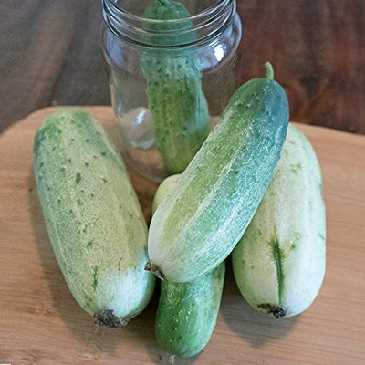 CYBEXIS LX-13 - F1 Garden Bush Cucumber Pickle - (150 Seeds) Seed(150 per packet)