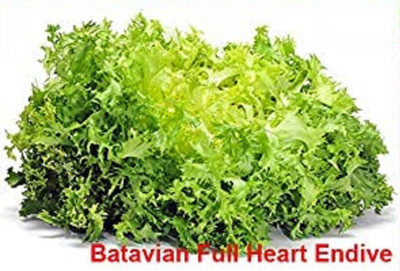 VibeX VXI-2 - Batavian Full Heart Endive Lettuce - (150 Seeds) Seed(150 per packet)