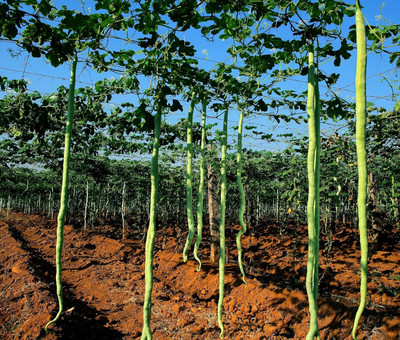 Qualtivate ICRA-1A Snake Gourd for Planting Seed(25 per packet)