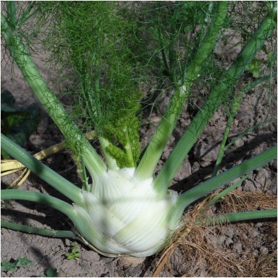 CYBEXIS PUAS-94 - Cool-Weather Florence Fennel (Finnochio) - (750 Seeds) Seed(750 per packet)