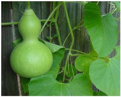 VibeX Kashi Kundal Bottle Gourd-(200 Gms, 1000 Seeds) Seed(1000 per packet)
