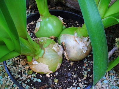 Qualtivate ICRA-4A ONION SEEDS Seed(500 per packet)