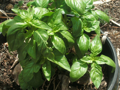 XEFRA Basil Italian Large Leaf Seed(50 per packet)