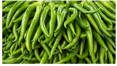 Farmonix Long Chilli हरी मिर्च Seed(1500 per packet)