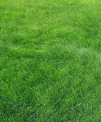 LPR GHAS,GRASS Seed(50 per packet)