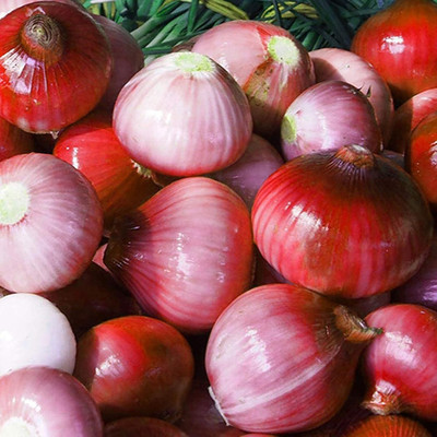 KNESSiN Spicy Red Onion Seed(200 per packet)