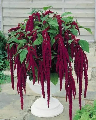 Aro Amaranthus Seed(160 per packet)