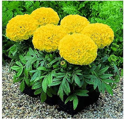 KANAYA Marigold Flower Seed(550 per packet)