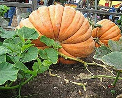CRGO DIOART-ZSR-™Huge Hybrid Pumpkin' Seeds-50 SEEDS-PS675 Seed(50 per packet)