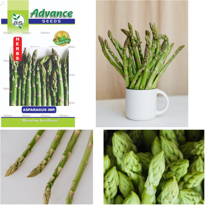 ALPINE HYBRID SEEDS Aspargus Herb, Aspagrgus seeds, Pack of 1 Per Packet 50+ seeds Seed(50 per packet)