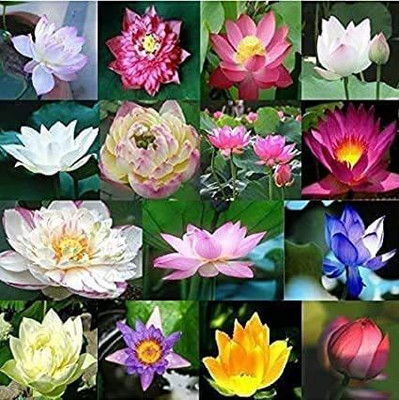 CYBEXIS ATS-16 - Bowl Lotus (Water Lily Flower ) - (270 Seeds) Seed(270 per packet)