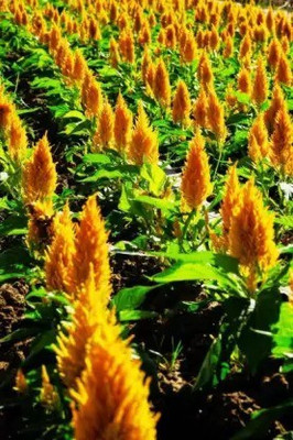 Aro Celosia Dwarf, Cockscomb Seed(10 per packet)