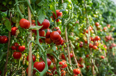 GCS Kantola Seeds tomato Seed(90 per packet)