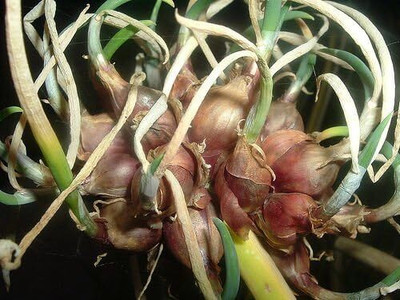 WILLVINE SCI -IV Egyptian Walking Onions Allium [2.5g] Seed(1500 per packet)