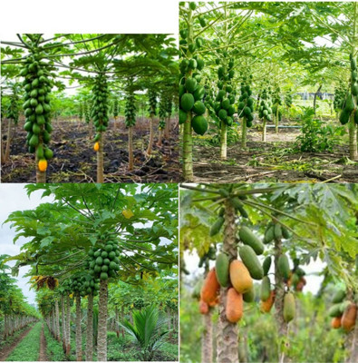 sbains Top Lady Papaya Seeds no of seeds 70 Seed(70 per packet)