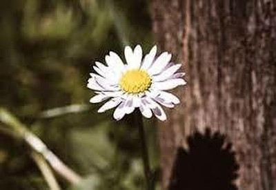 Paudha daisy white mix flower seed Seed(50 per packet)