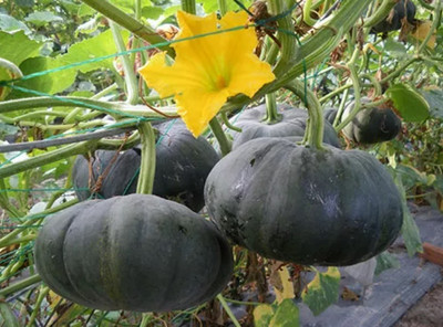 ErTh High Quality Pumpkin Vegetable Seed(400 per packet)