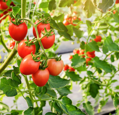 GARDENIFY INIDA tomato Seed(150 per packet)