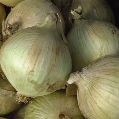 Biosnyg Organic Onion Globo Seeds for Home Gardening-(750 Seeds) Seed(750 per packet)