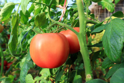 seedargo tomato Seed(110 per packet)