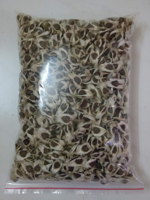 KNESSiN MORINGA Drumstick Seeds- PKM-1 Seed(50 per packet)