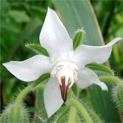 CYBEXIS LX-64 - White Borage - (1350 Seeds) Seed(1350 per packet)