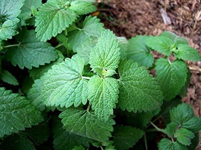 Qualtivate GXL-6AT Catnip Cat Mint Catwort Catswort Seed(200 per packet)