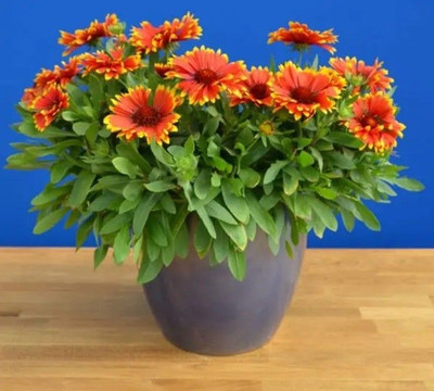 Avysa ‘Sunset Flash’ Gaillardia Seed(100 per packet)