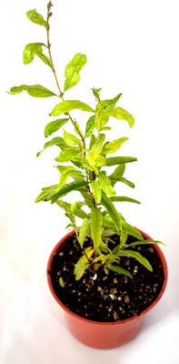 Qualtivate KXL-9AT Pomegranate Fruit Tree Seeds Seed(50 per packet)