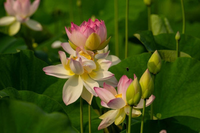 Greenfall 10 Dwarf Lotus Seeds Seed(10 per packet)