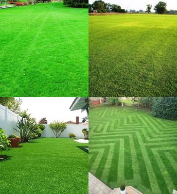 ibains American grass seeds for home garden biij 1100 Seed(1100 per packet)