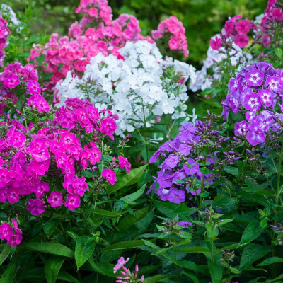 Aywal Phlox Flower Seed, Fragrant Dwarf Hybrid Beauty Mixed Seed(20 per packet)