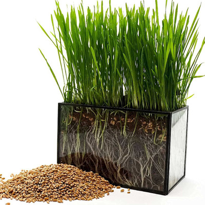 VibeX PUAS-77 - Cat Wheatgrass - (7500 Seeds) Seed(7500 per packet)