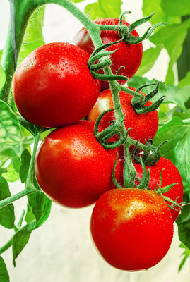 VYDER tomato Seed(95 per packet)