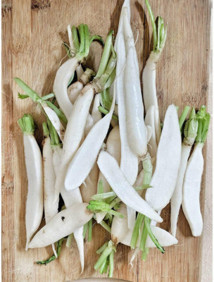 VINTI White Icicle Radish Seed(3000 per packet)