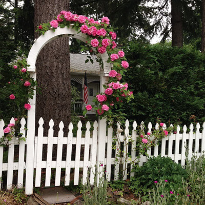 CYBEXIS LXI-90 - Pink Climbing Rose - (100 Seeds) Seed(100 per packet)