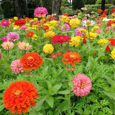 Alamindhabak Zinnia Flower Seeds Hybrid Dwarf Double Petal Mix All Colours Multicolour Seed(1 per packet)