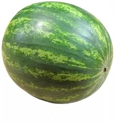 Quentova Tropical Fruit Watermelon/तरबूज के बीज-LIV-22R Seed(100 per packet)