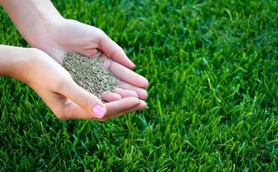 BDSresolve Lawn grass seeds for cold region PACK OF 28500 Seed(28500 per packet)