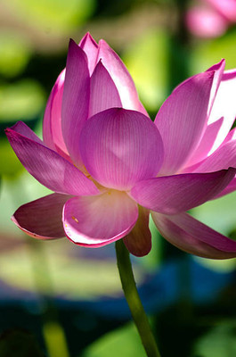 KTC lotus,kamal gatta Seed(10 per packet)