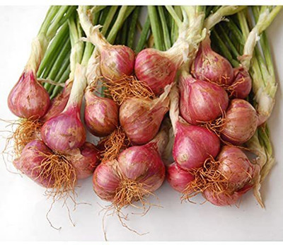 WILLVINE TLX-1049 Hybrid Shallots onion-3000 Seeds Seed(3000 per packet)