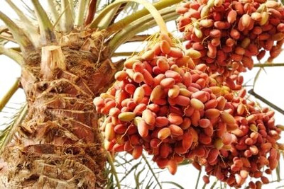 Aywal Date palm/khajur Seed(12 per packet)