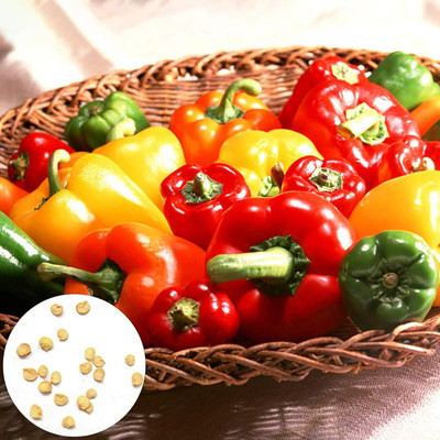 KNESSiN Capsicum Rainbow Seed(50 per packet)