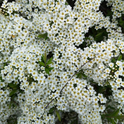 FRESHO gypsophila flower Seed(200 per packet)