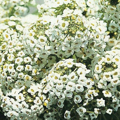 Aywal Alyssum Mixed Hybrid Flower Seed(80 per packet)