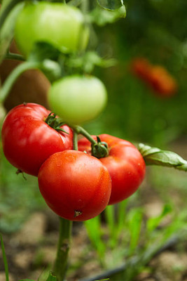 Palak capsicum tomato Seed(105 per packet)