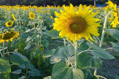 Pbevergreen Sunflower Russian Giant Flower Seeds For Home Gardening Seed(410 per packet)