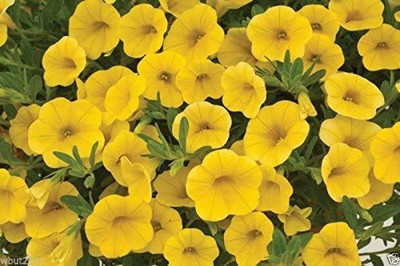 CYBEXIS Yellow Flowers - The First Calibrachoa From Seed Seed(1 g)