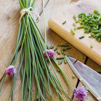 WILLVINE KGF -81 Chives Seeds Seed(1000 per packet)
