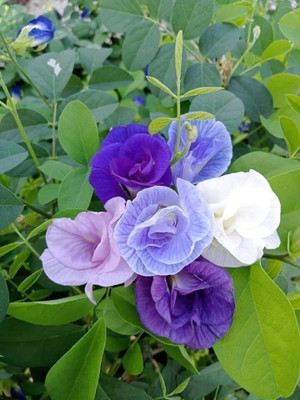 Dasstore Aprajita nilkantha multiple colour flower seed pack of 20+ Seed(20 per packet)